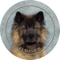 Eurasier