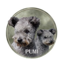 Pumi