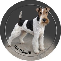 Foxterrier