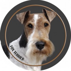 Foxterrier