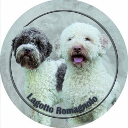 Lagotto romagnolo