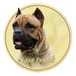 Cane corso